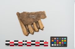 Foto von Tierzahn (NHMW-PRAE-024812)